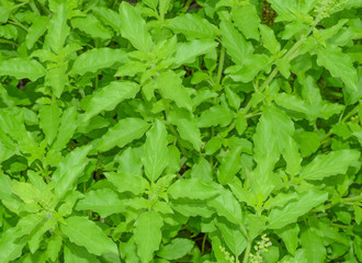 holy basil
