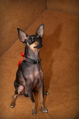 little dog