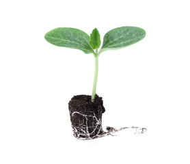Pumpkin seedling in soil isolated on white background