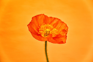 poppy close-up (231)