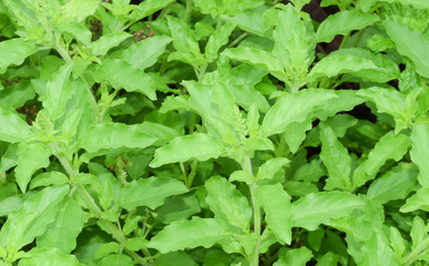 holy basil, Holy basil in the garden