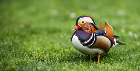 Mandarin duck on green grass