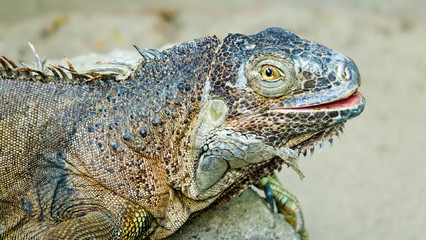 Fototapeta premium Leguan