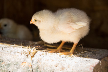 A group of small cute chicks walks in the henhouse. Close up of colorful few days old chickens with their mother in a chicken coop. Poultry farming