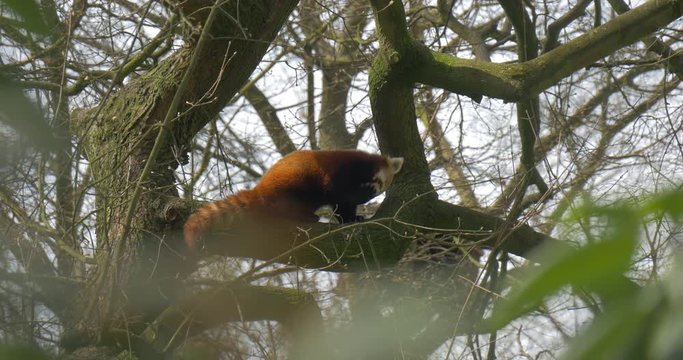 Red Panda Cleans Fur.
