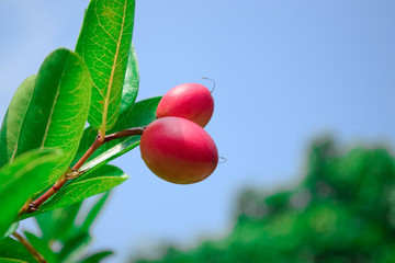 Mango Lime yawn yell