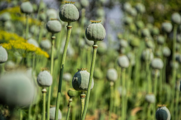 Unripe green poppies heads. Poppy-heads field