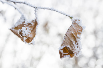Frozen leaves covered with hoarfrost of winter morning