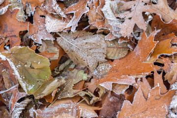 Frozen leaves covered with hoarfrost of winter morning