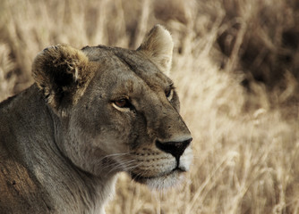 Lioness on the hunt in the Serengeti