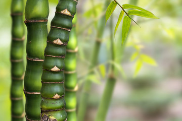 Zen bamboo