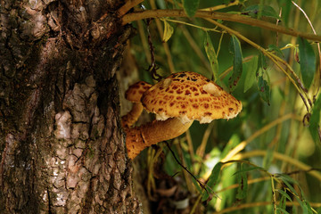 brown tree fungus