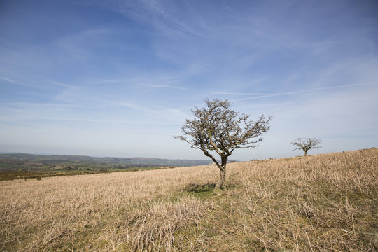 Small dead tree on a dry yellow grass hill with a blue sky background