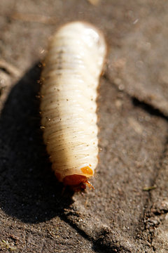 Chafer grubs