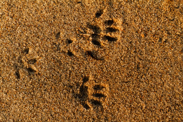 Animal foot print