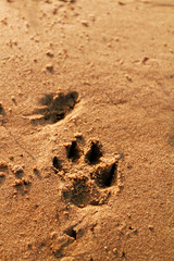 Animal foot print