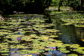 n&eacute;nuphar a Tahiti