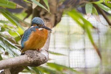 Common Kingfisher (Alcedo atthis)