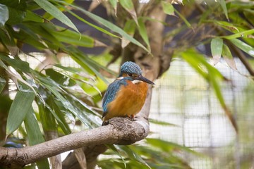 Common Kingfisher (Alcedo atthis)