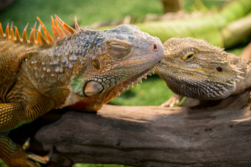 Small Iguana