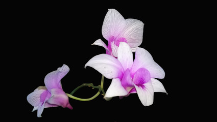 Thailand Orchid Flower Isolated On Black Background