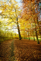Lonely path in park.
