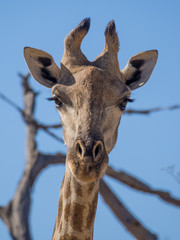 Portrait of curious giraffe loooking straight to the viewer, safari in Moremi NP, Botswana