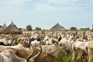 Cattle and village in South Sudan - obrazy, fototapety, plakaty