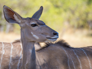 Portrait of large peaceful greater kudu antelope on safari in Moremi NP, Botswana © Fabian