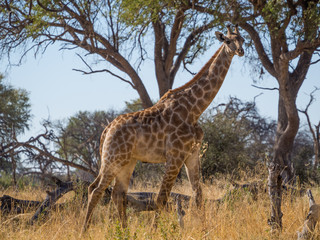 Tall adult giraffe striding through savannah environment with trees in background, safari in Moremi NP, Botswana