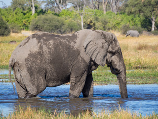 Obraz premium Huge African elephant bull wading through and drinking from river water, safari in Moremi NP, Botswana