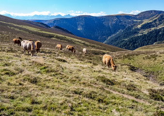 Fototapeta premium Transhumance des vaches