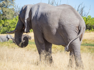 Obraz premium Large African elephant bull grazing on saavannah grass, safari in Moremi NP, Botswana
