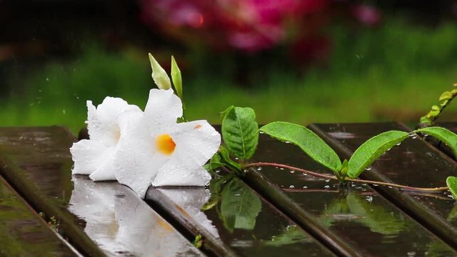 Flor branca na chuva.