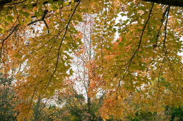 兵庫県高砂市・風に揺れる黄葉・楓