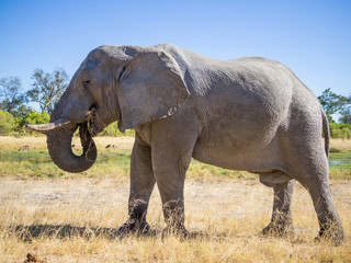 Large African elephant bull grazing on saavannah grass, safari in Moremi NP, Botswana
