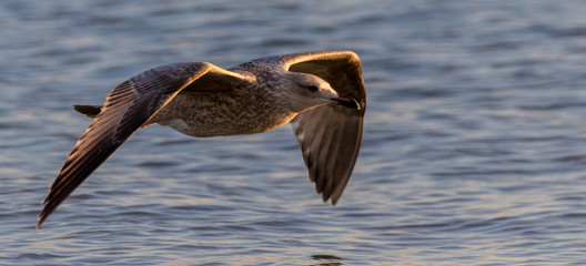 Möve im Tiefflug über dem Wasser