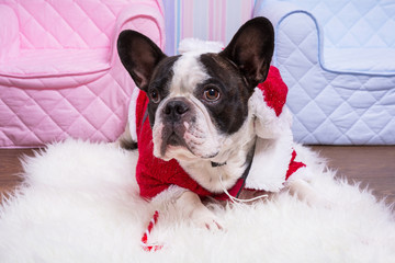 French bulldog in santa helper costume for Christmas