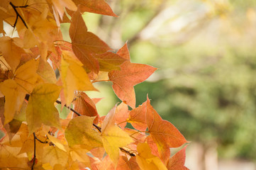 兵庫県高砂市・風に揺れる黄葉・楓