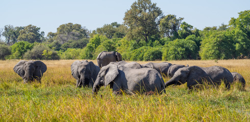 Obraz premium Large herd of African elephants grazing in tall river grass with green trees in background, safari in Moremi NP