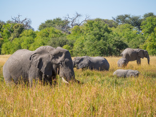 Fototapeta premium Large herd of African elephants grazing in tall river grass with green trees in background, safari in Moremi NP