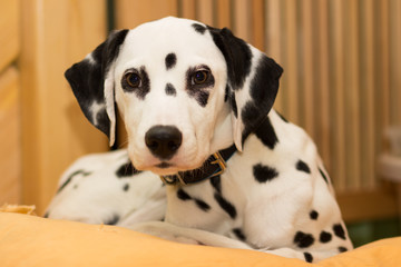 Young dalmatian puppy lying on the pillow