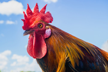 close up portrait of bantam chicken, Beautiful colorful cock