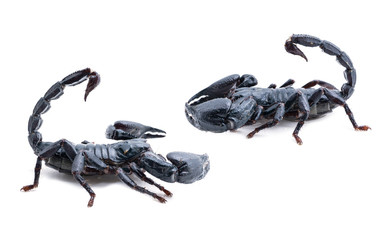 scorpion on white background. Giant forest scorpion species found in tropical and subtropical areas in Asia.