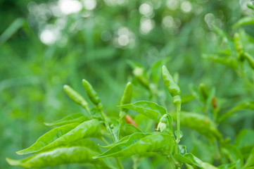 Selective focus on Green Chilli Padi or Thai pepper