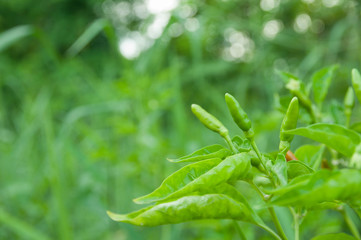 Green Chilli Padi, Bird's Eye Chilli, Bird Chilli or Thai pepper