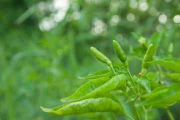 Fototapeta premium Green Chilli Padi, Bird's Eye Chilli, Bird Chilli or Thai pepper