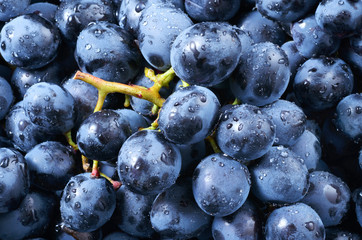 Grape background. Dark grape. Blue grape. Wine grape. With drops