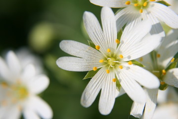 Fr&uuml;hlingsblumen
