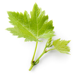 Grape leaves on branch isolated on white background.